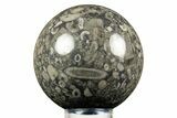 Fossil Crinoid Stems In Marble Sphere #308991-1